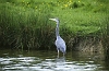 Heron2